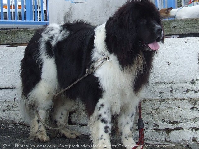 Photo de Saint-bernard poil long