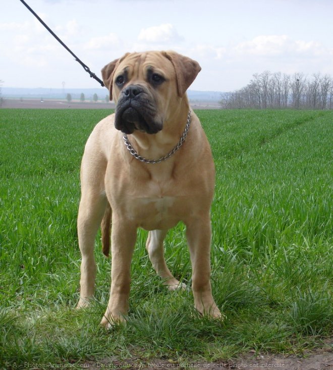 Photo de Bullmastiff