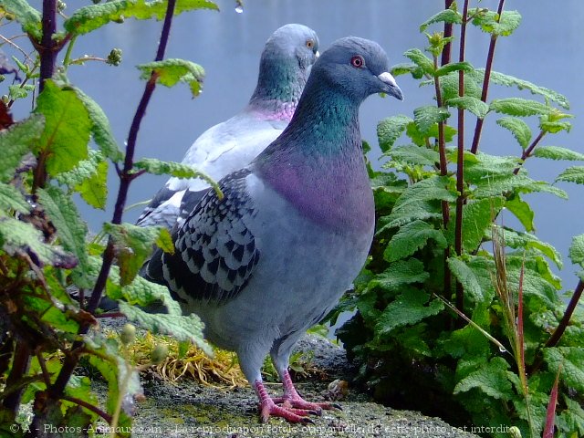 Photo de Pigeon