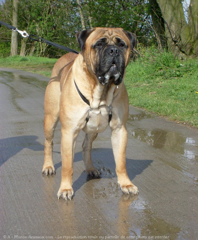 Photo de Bullmastiff