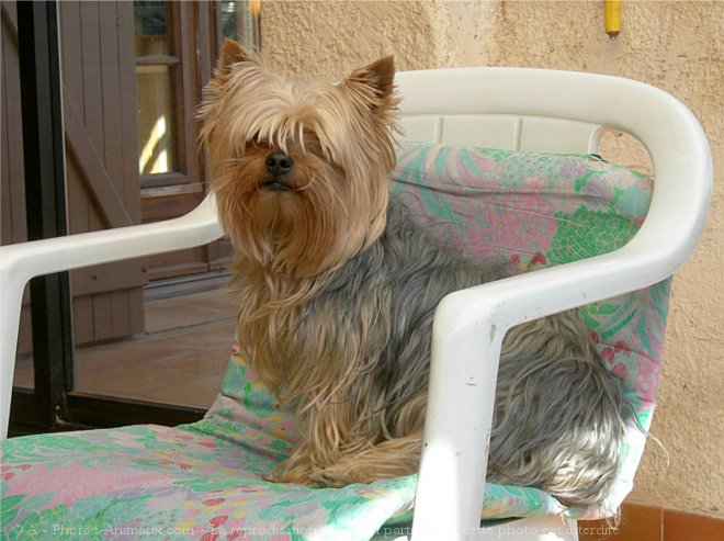 Photo de Yorkshire terrier