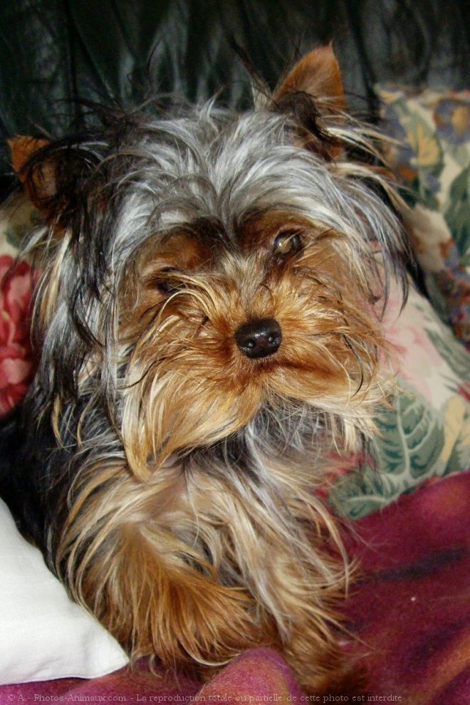 Photo de Yorkshire terrier