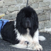 Photo de Saint-bernard poil long