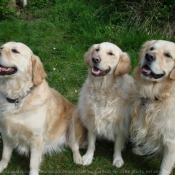 Photo de Golden retriever