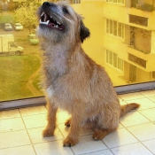 Photo de Border terrier