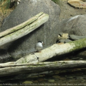 Photo de Mouette