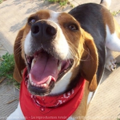 Photo de Beagle