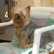 Photo de Yorkshire terrier