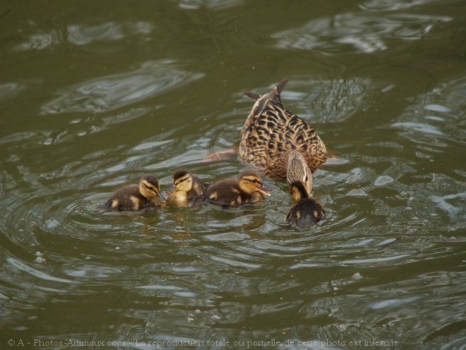 Photo de Canard colvert