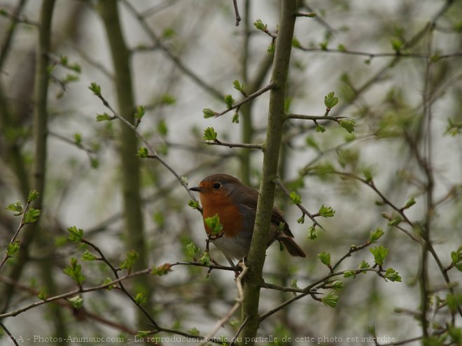 Photo de Rouge gorge