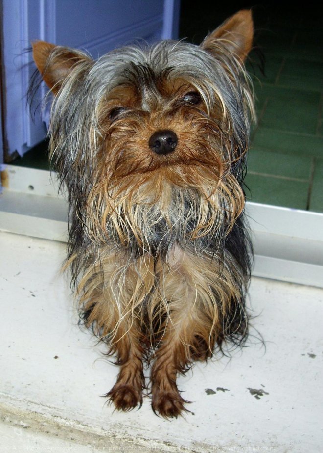 Photo de Yorkshire terrier