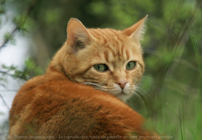 Photo de Chat domestique