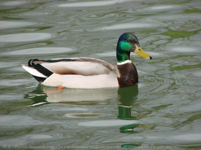 Photo de Canard colvert