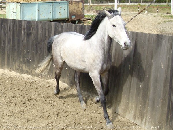 Photo de Races diffrentes