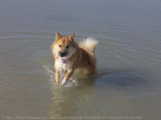 Photo de Chien de berger islandais