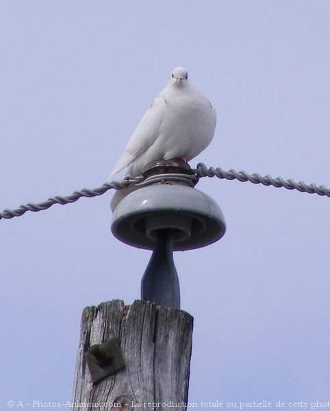 Photo de Pigeon