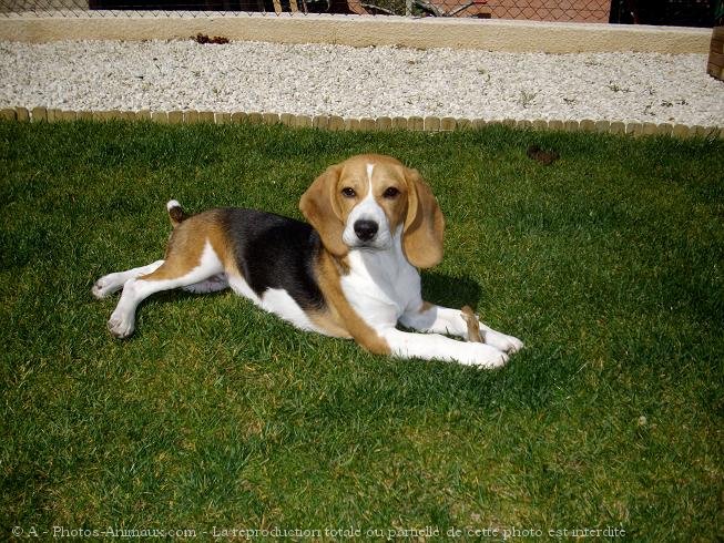 Photo de Beagle