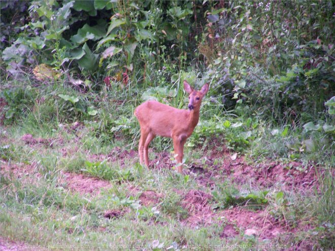 Photo de Biche