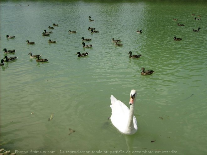 Photo de Races diffrentes