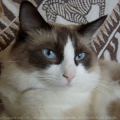 Photo de Ragdoll