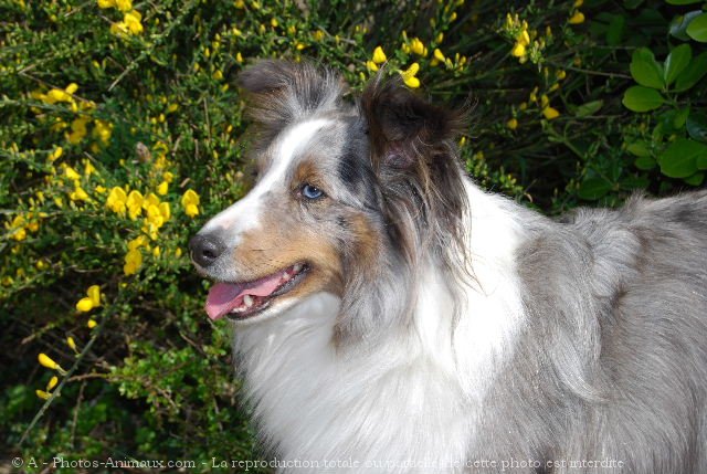 Photo de Chien de berger des shetland