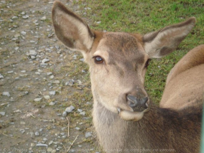 Photo de Biche