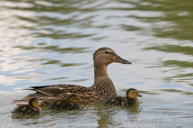 Photo de Canard