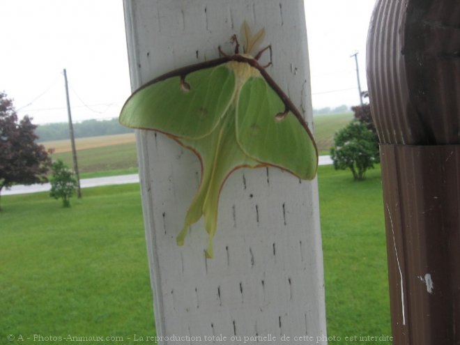 Photo de Papillon