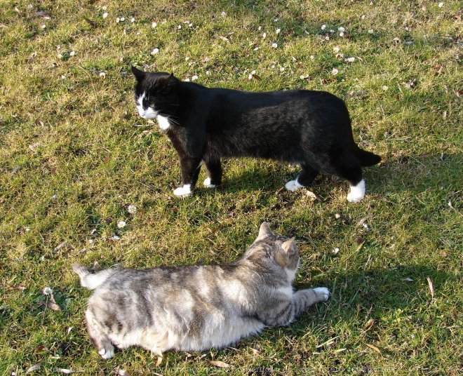 Photo de Chat domestique