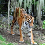 Photo de Tigre