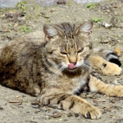 Photo de Chat domestique