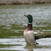 Photo de Canard