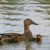 Photo de Canard