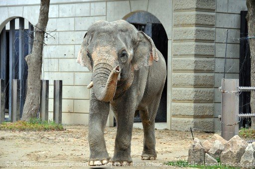 Photo d'Elphant d'afrique