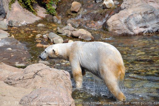 Photo d'Ours