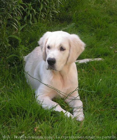 Photo de Golden retriever