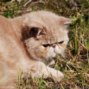 Photo d'Exotic shorthair