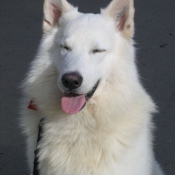 Photo de Berger blanc suisse