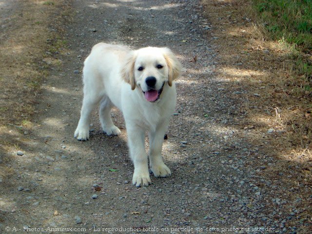 Photo de Golden retriever