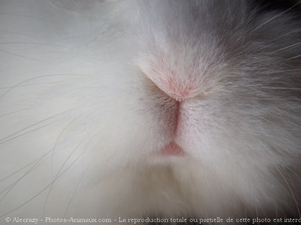 Photo de Lapin