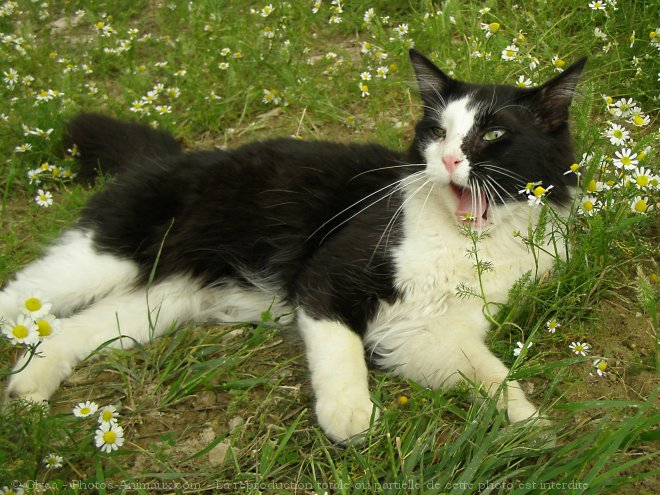 Photo de Chat domestique