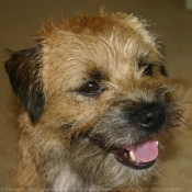 Photo de Border terrier