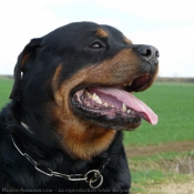 Photo de Rottweiler