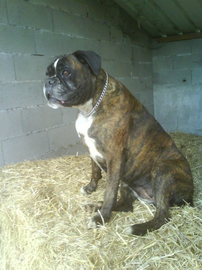 Photo de Boxer