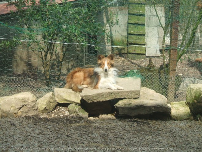 Photo de Chien de berger des shetland