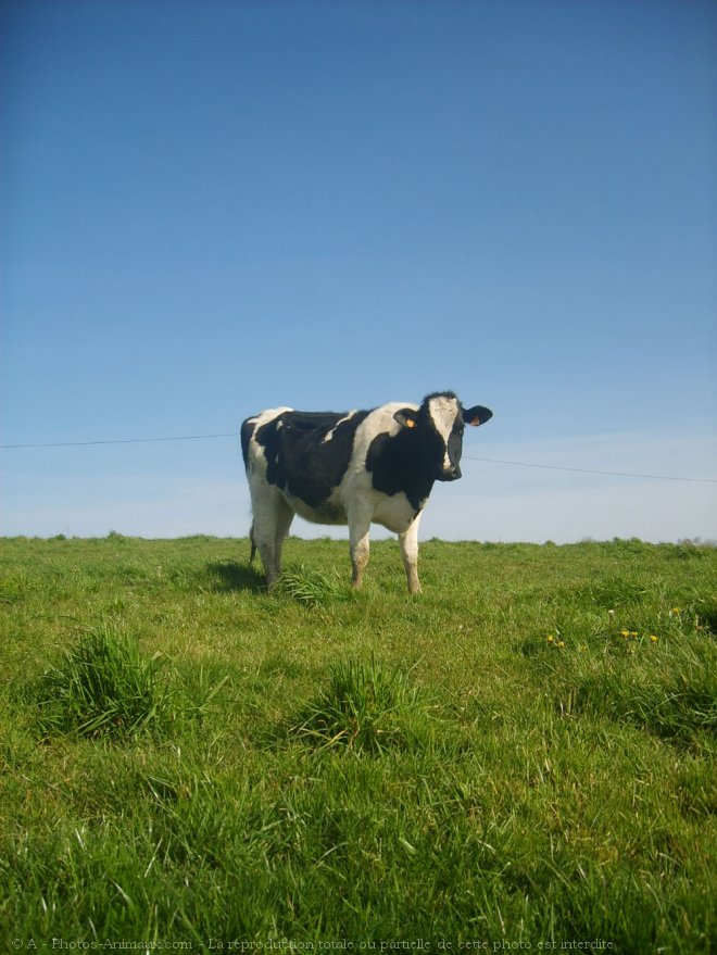 Photo de Vache