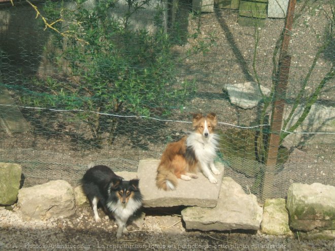 Photo de Chien de berger des shetland