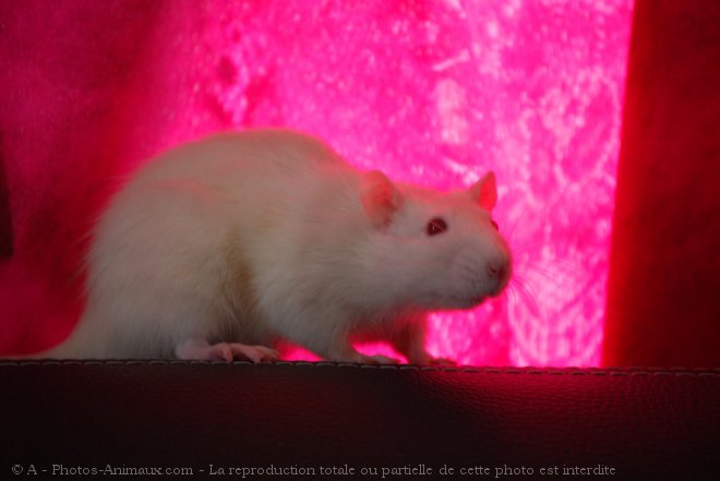 Photo de Rat