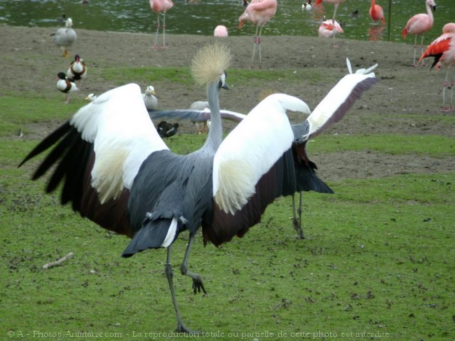 Photo de Grue couronne