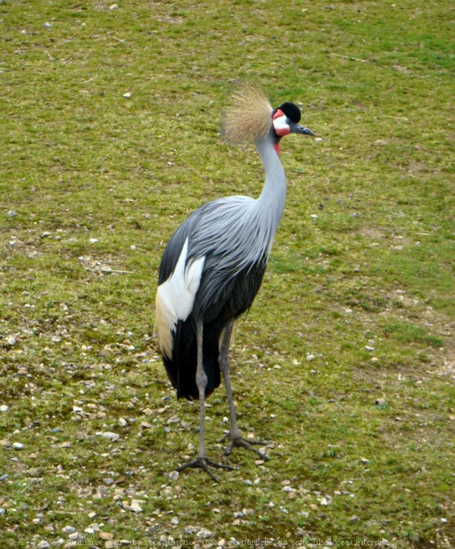 Photo de Grue couronne